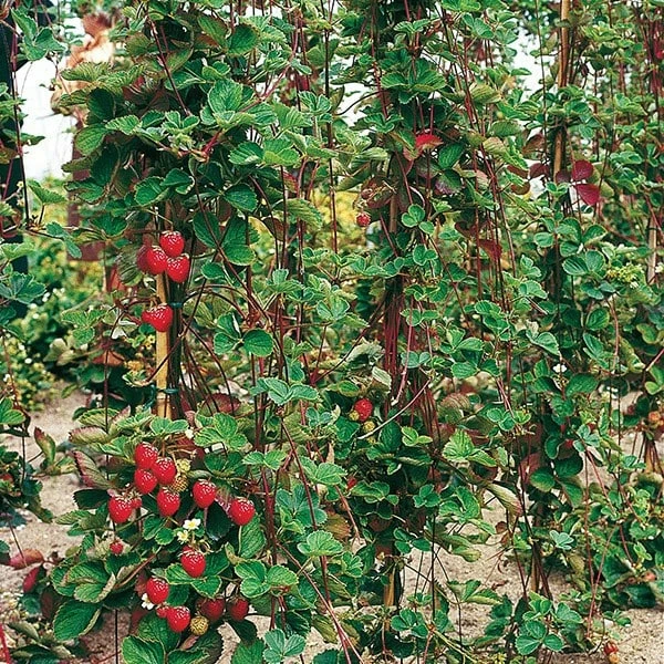 Strawberry Climbing 'Mount Everest' 4 Strawberry Climbing 'Mount Everest' - Image 2