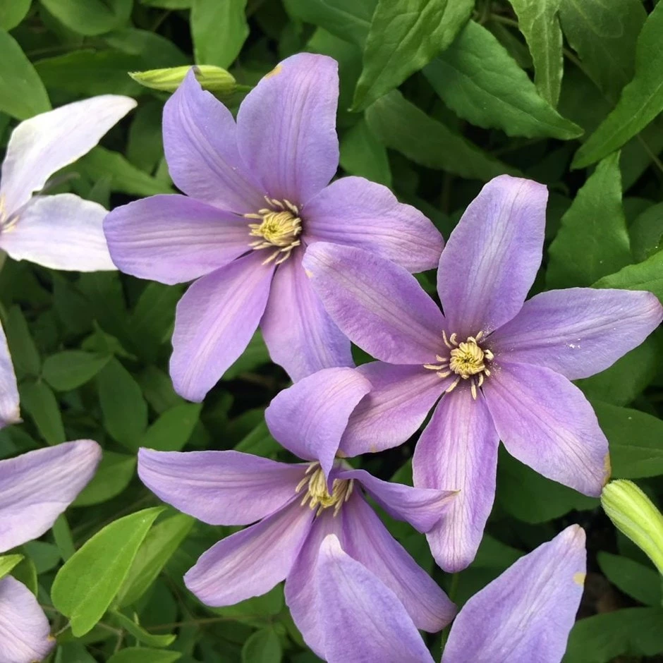 Clematis 'Sugar Sweet' (PBR) 3 Clematis 'Sugar Sweet' (PBR)