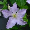 Clematis 'Blue Angel' -plant store pl2000024818