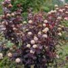 Physocarpus Opulifolius 'Diabolo' (PBR) -plant store pl2000024893