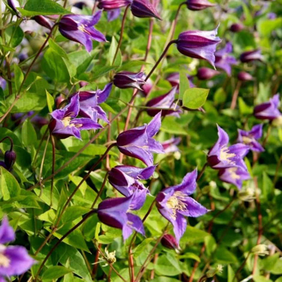 Clematis Prince William ('Zo08171') (PBR) 3 Clematis Prince William ('Zo08171') (PBR)