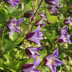 Clematis Prince William ('Zo08171') (PBR) 7 Clematis Prince William ('Zo08171') (PBR) -plant store pl2000024906 card2 lg