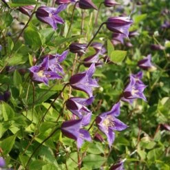 Clematis Prince William ('Zo08171') (PBR) 9 Clematis Prince William ('Zo08171') (PBR) -plant store pl2000024906 card4 lg