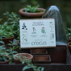 Herbal Teas Seed Gift Box 7 Herbal Teas Seed Gift Box -plant store pl2000024986 card3 lg