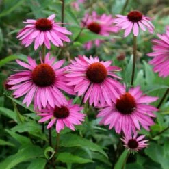 Echinacea Purpurea 'Rubinstern'