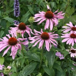 Echinacea Purpurea 'Rubinstern' -plant store pl2000025111 card3 lg