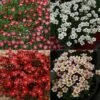 Saxifraga Collection 2 Saxifraga Collection -plant store pl2000025121
