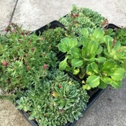 Saxifraga Collection 5 Saxifraga Collection -plant store pl2000025121 card2 lg