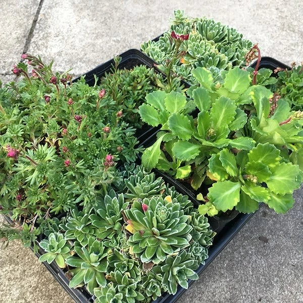 Saxifraga Collection 4 Saxifraga Collection - Image 2