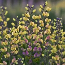 Baptisia 'Pink Lemonade'