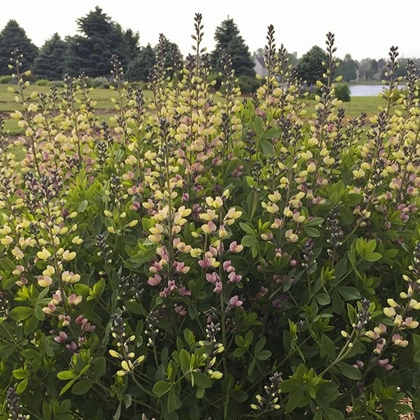 Baptisia 'Pink Lemonade' 4 Baptisia 'Pink Lemonade' - Image 2