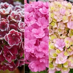Hydrangea Macrophylla You & Me Together ('Youmefive') (PBR)