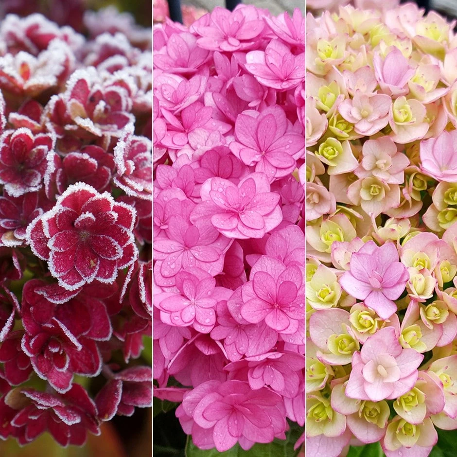 Hydrangea Macrophylla You & Me Together ('Youmefive') (PBR) 3 Hydrangea Macrophylla You & Me Together ('Youmefive') (PBR)