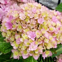 Hydrangea Macrophylla You & Me Together ('Youmefive') (PBR) 12 Hydrangea Macrophylla You & Me Together ('Youmefive') (PBR) -plant store pl2000025156 card3 lg