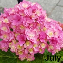 Hydrangea Macrophylla You & Me Together ('Youmefive') (PBR) 13 Hydrangea Macrophylla You & Me Together ('Youmefive') (PBR) -plant store pl2000025156 card4 lg