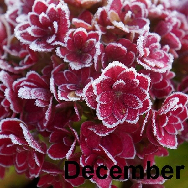 Hydrangea Macrophylla You & Me Together ('Youmefive') (PBR) 10 Hydrangea Macrophylla You & Me Together ('Youmefive') (PBR) - Image 8