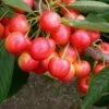 Cherry Stardust ('13-7-70') (PBR) -plant store pl2000025215