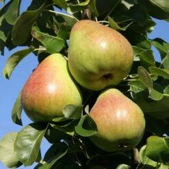 Pear 'Obelisk'