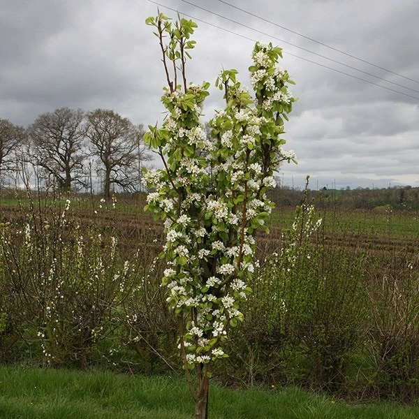 Pear 'Obelisk' 4 Pear 'Obelisk' - Image 2