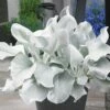 Senecio Candidans Angel Wings ('Senaw') (PBR) -plant store pl2000025231