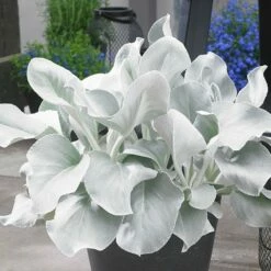 Senecio Candidans Angel Wings ('Senaw') (PBR)