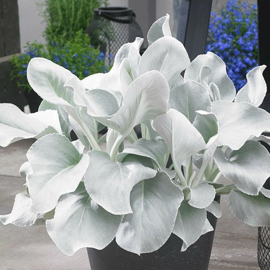 Senecio Candidans Angel Wings ('Senaw') (PBR) 3 Senecio Candidans Angel Wings ('Senaw') (PBR)