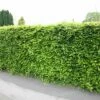Fagus Sylvatica - Beech Hedging 1 Fagus Sylvatica - Beech Hedging -plant store pl2000025241