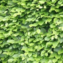 Fagus Sylvatica - Beech Hedging -plant store pl2000025241 card2 lg