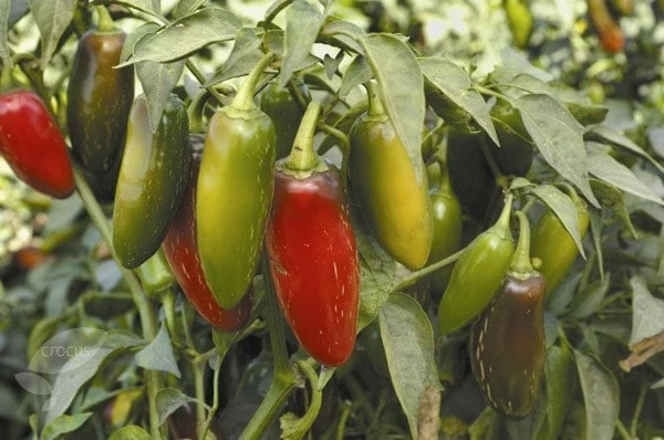 Chilli Starter Kit 4 Chilli Starter Kit - Image 2