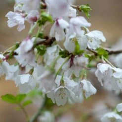 Prunus Incisa 'Kojo-no-mai'
