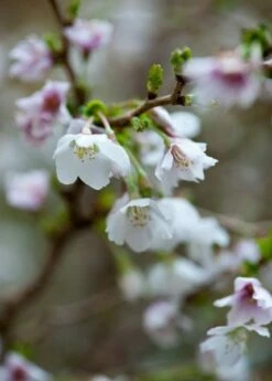 Prunus Incisa 'Kojo-no-mai' -plant store pl2000025804 card3 lg