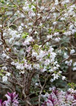 Prunus Incisa 'Kojo-no-mai' -plant store pl2000025804 card4 lg