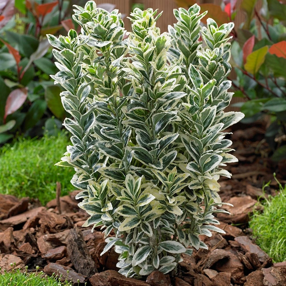 Euonymus Japonicus 'White Spire' (PBR) 4 Euonymus Japonicus 'White Spire' (PBR) - Image 2