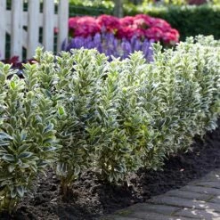 Euonymus Japonicus 'White Spire' (PBR) 12 Euonymus Japonicus 'White Spire' (PBR) -plant store pl2000026274 card3 lg