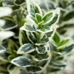 Euonymus Japonicus 'White Spire' (PBR) 14 Euonymus Japonicus 'White Spire' (PBR) -plant store pl2000026274 card5 lg