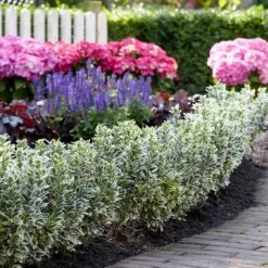 Euonymus Japonicus 'White Spire' (PBR) 15 Euonymus Japonicus 'White Spire' (PBR) -plant store pl2000026274 card6 lg