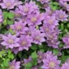 Clematis Bijou ('Evipo030') (PBR) (Tudor Patio Series) -plant store pl2000026295