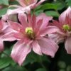 Clematis Montana 'Sunrise' -plant store pl2000026297