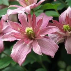 Clematis Montana 'Sunrise'