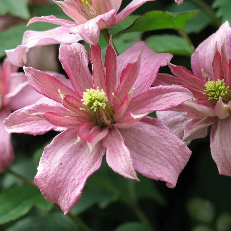 Clematis Montana 'Sunrise' 3 Clematis Montana 'Sunrise'