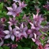 Clematis Giselle ('Evipo051') (PBR) -plant store pl2000026298