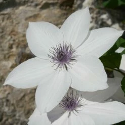 Clematis Tsukiko ('Evipo110') (PBR) (Garland Series)