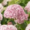 Hydrangea Arborescens 'Candybelle Bubblegum' (PBR) 1 Hydrangea Arborescens 'Candybelle Bubblegum' (PBR) -plant store pl2000026315