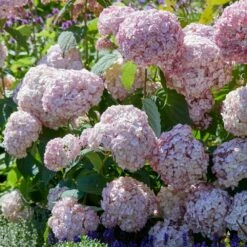 Hydrangea Arborescens 'Candybelle Bubblegum' (PBR) 8 Hydrangea Arborescens 'Candybelle Bubblegum' (PBR) -plant store pl2000026315 card2 lg