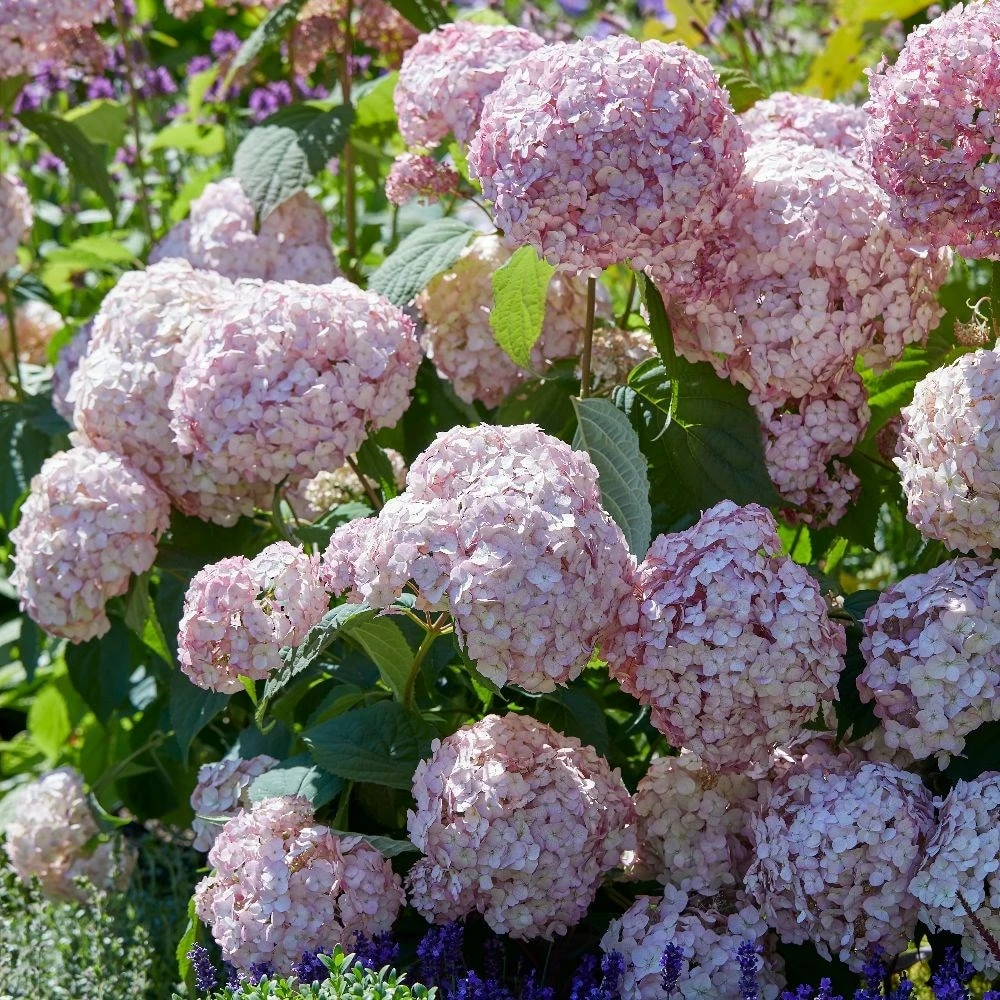 Hydrangea Arborescens 'Candybelle Bubblegum' (PBR) 4 Hydrangea Arborescens 'Candybelle Bubblegum' (PBR) - Image 2