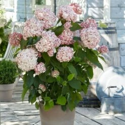 Hydrangea Arborescens 'Candybelle Bubblegum' (PBR) 9 Hydrangea Arborescens 'Candybelle Bubblegum' (PBR) -plant store pl2000026315 card3 lg
