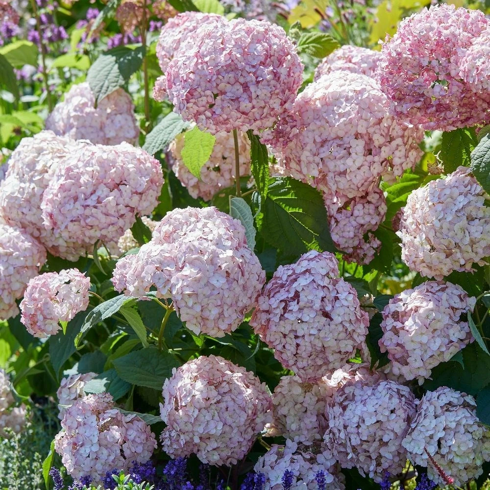 Hydrangea Arborescens 'Candybelle Bubblegum' (PBR) 6 Hydrangea Arborescens 'Candybelle Bubblegum' (PBR) - Image 4