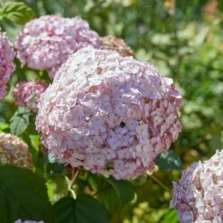Hydrangea Arborescens 'Candybelle Bubblegum' (PBR) 11 Hydrangea Arborescens 'Candybelle Bubblegum' (PBR) -plant store pl2000026315 card5 lg