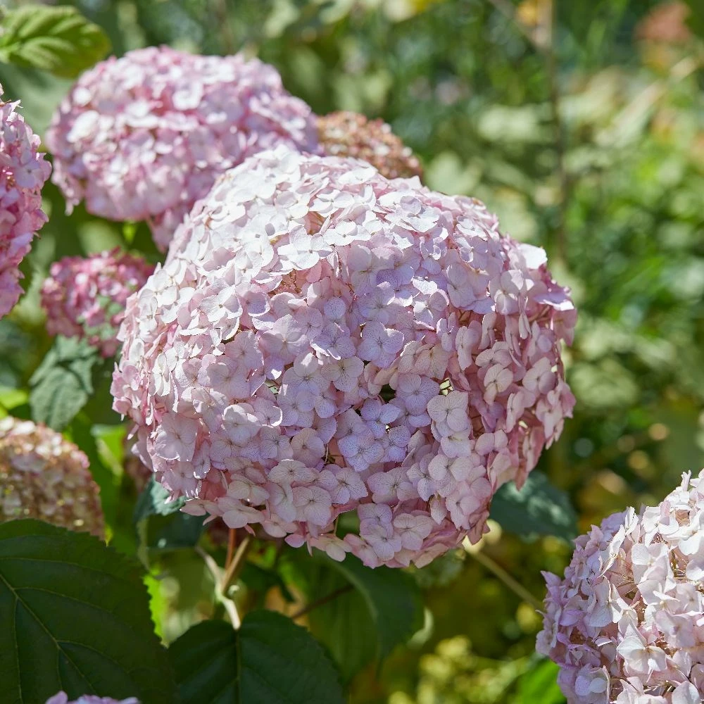 Hydrangea Arborescens 'Candybelle Bubblegum' (PBR) 7 Hydrangea Arborescens 'Candybelle Bubblegum' (PBR) - Image 5