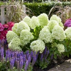 Hydrangea Paniculata Little Spooky ('GRHP08') (PBR) -plant store pl2000026318 card3 lg